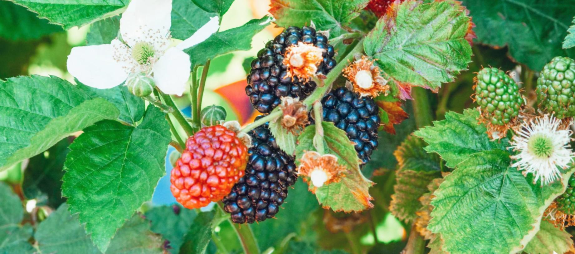 Hidangan sehat bergizi dengan presentasi menarik untuk keluarga